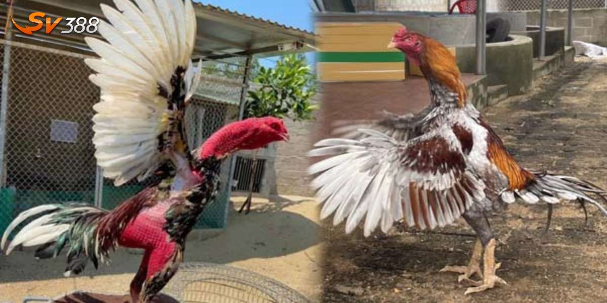 Gà rèn luyện thể lực dưới nắng