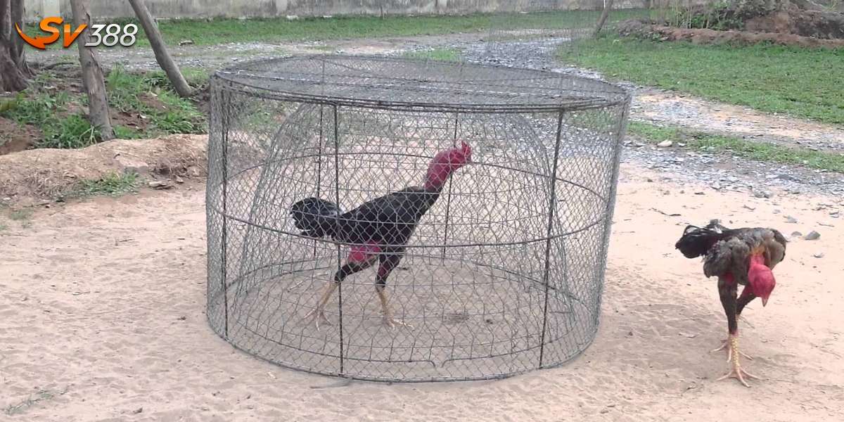 Nhốt gà trong bội