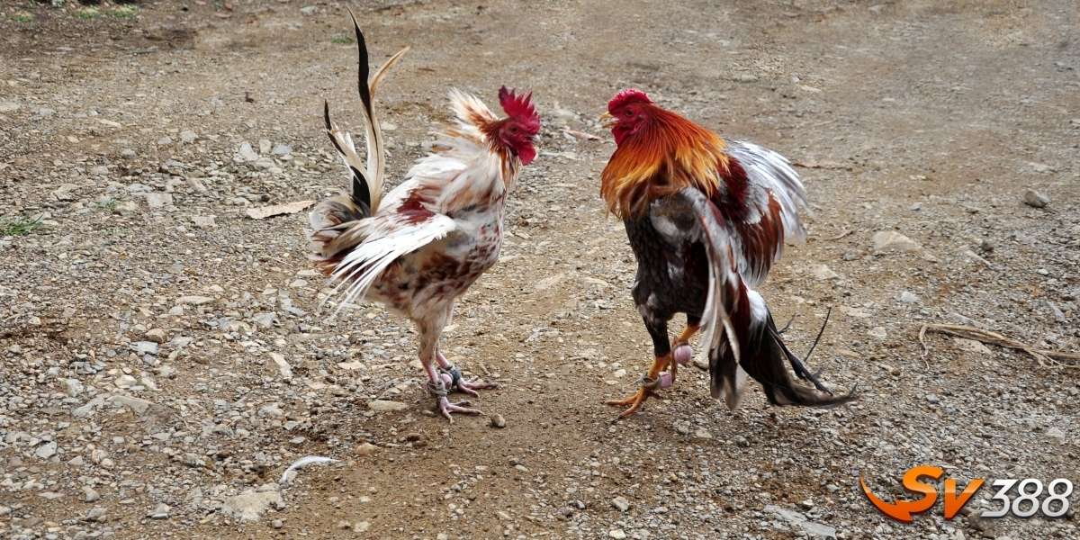 Cách xác định hôm nay đá gà gì tốt nhất cực chuẩn